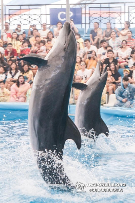 Дельфинарий Pattaya Dolphinarium экскурсия Seven Countries в Паттайе фото 16