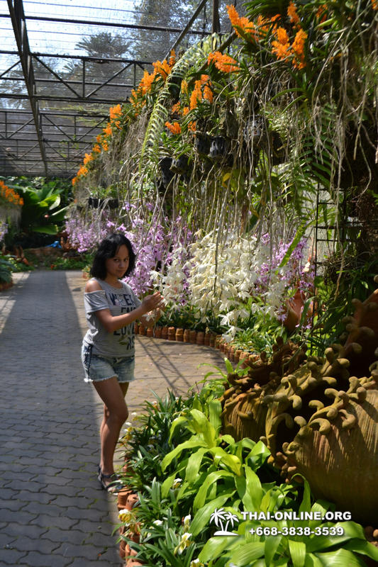 Тропический сад Нонг Нуч с обедом и шоу змей экскурсия в Паттайе фото 32