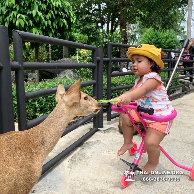 Тропический сад Нонг Нуч экскурсия в Паттайе фото 23