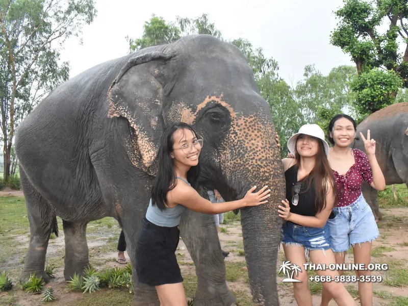 Заповедник слонов Elephant Jungle Sanctuary тур в Паттайе по цене выгоднее Klook Travel и Seven Countries - фото 23