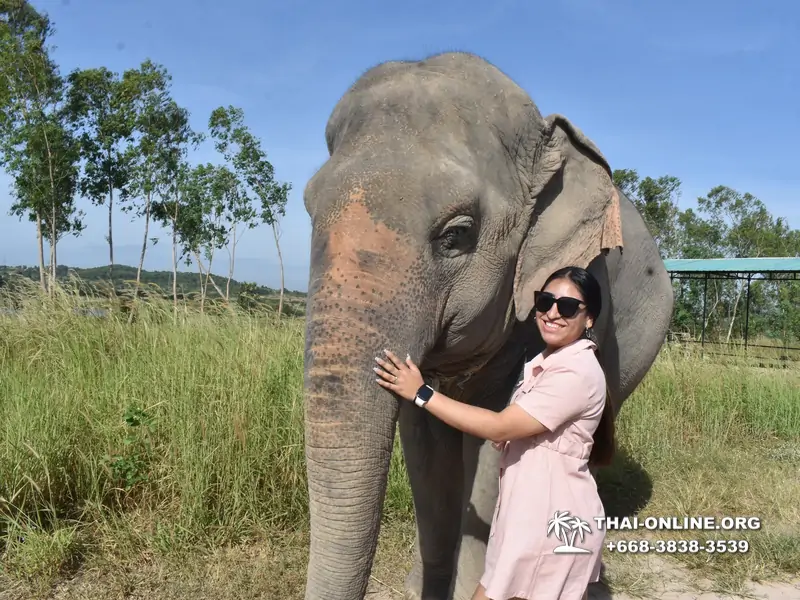 Заповедник слонов Elephant Jungle Sanctuary тур в Паттайе по цене выгоднее Klook Travel и Seven Countries - фото 9