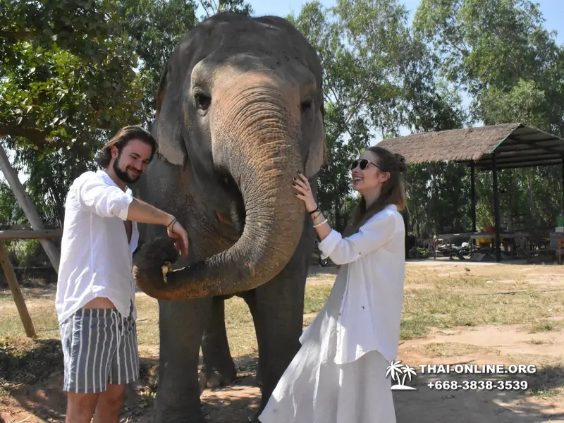 Заповедник слонов Elephant Jungle Sanctuary тур в Паттайе по цене выгоднее Klook Travel и Seven Countries - фото 33