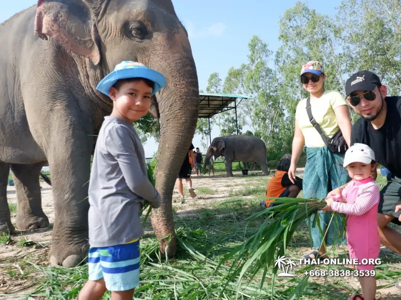 Заповедник слонов Elephant Jungle Sanctuary тур в Паттайе по цене выгоднее Klook Travel и Seven Countries - фото 4
