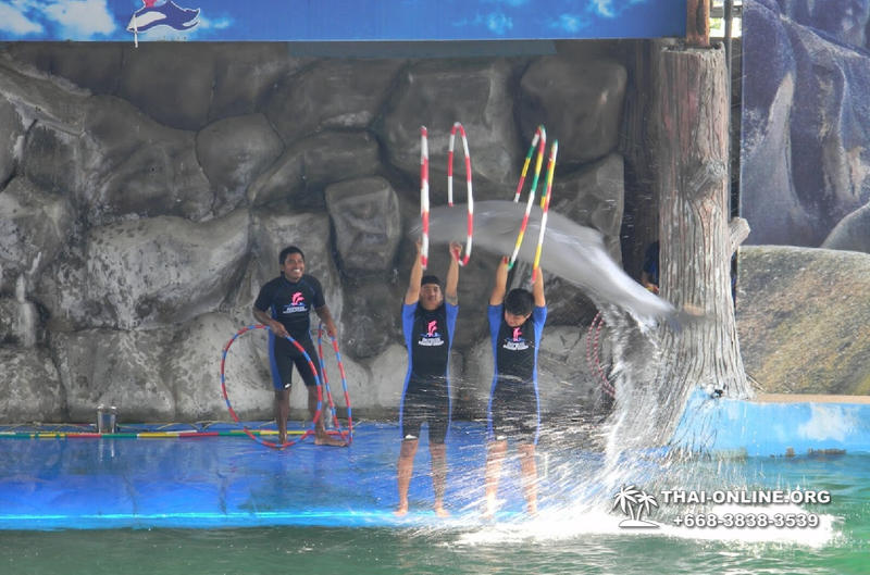 Дельфинарий Pattaya Dolphin World экскурсия компании Seven Countries в Паттайе Таиланде фото 22