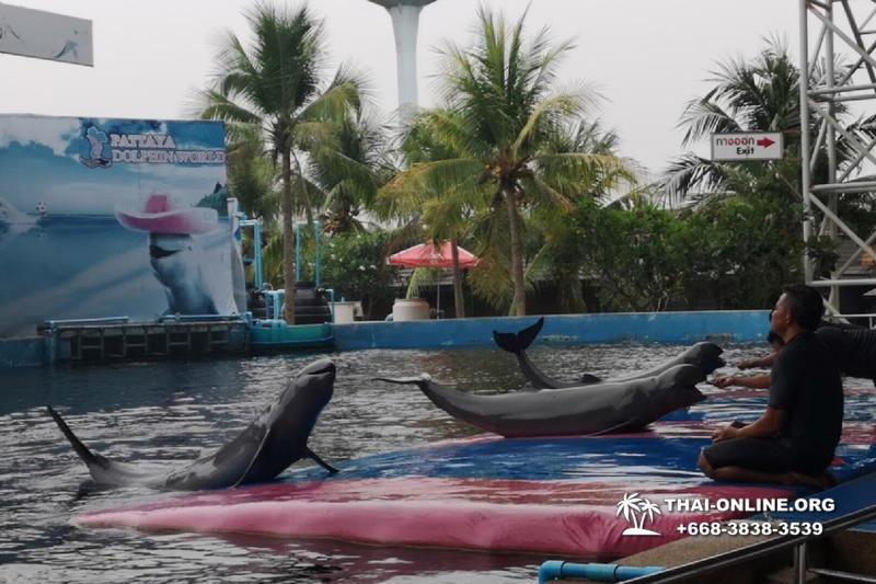Дельфинарий Pattaya Dolphin World экскурсия компании Seven Countries в Паттайе Таиланде фото 29