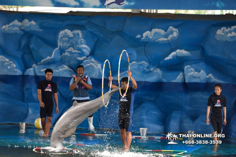 Дельфинарий Pattaya Dolphin World экскурсия компании Seven Countries в Паттайе Таиланде фото 21