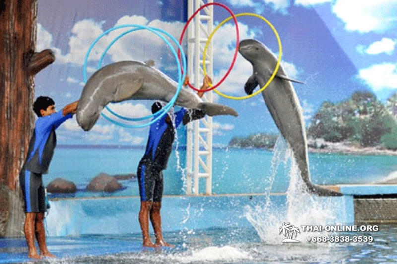 Дельфинарий Pattaya Dolphin World экскурсия компании Seven Countries в Паттайе Таиланде фото 7