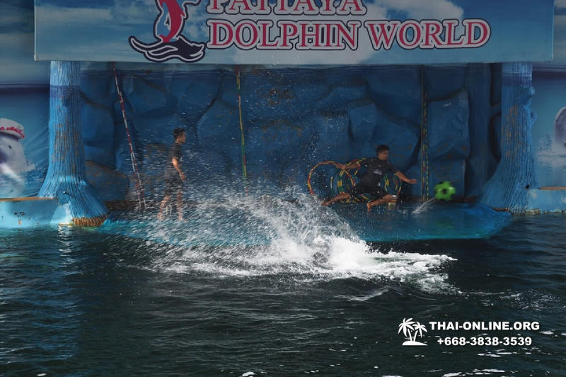 Дельфинарий Pattaya Dolphin World экскурсия компании Seven Countries в Паттайе Таиланде фото 32
