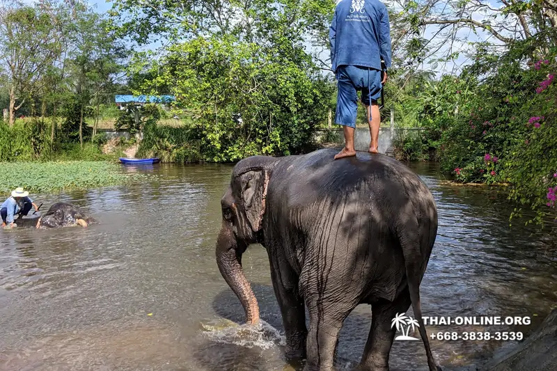 Катание на слонах, Деревня Слонов экскурсия компании Seven Countries в Паттайе Таиланде фото 16