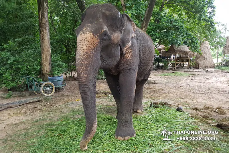 Катание на слонах, Деревня Слонов экскурсия компании Seven Countries в Паттайе Таиланде фото 15