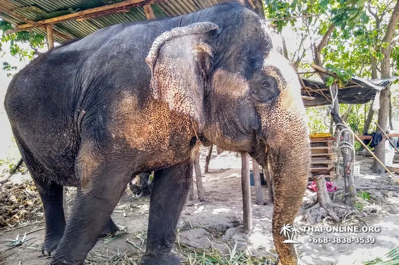 Катание на слонах, Деревня Слонов экскурсия компании Seven Countries в Паттайе Таиланде фото 18