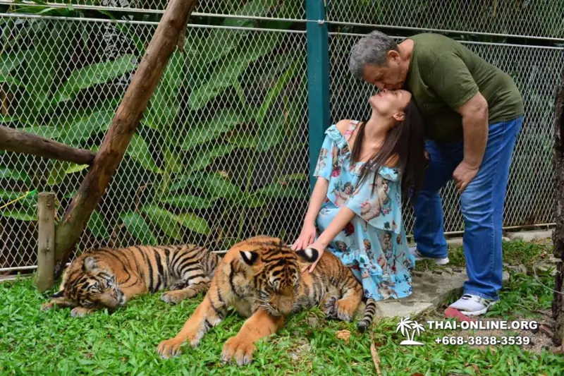 Тигровый Парк экскурсия в Паттайе, фотосессия с тигром Тайланд, подержать покормить играть с тигренком фото 6