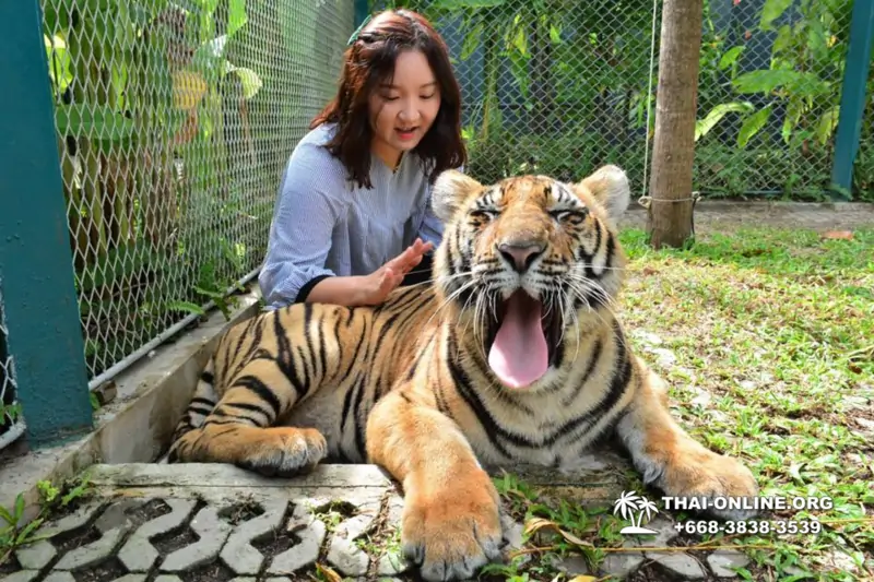 Тигровый Парк экскурсия в Паттайе, фотосессия с тигром Тайланд, подержать покормить играть с тигренком фото 14