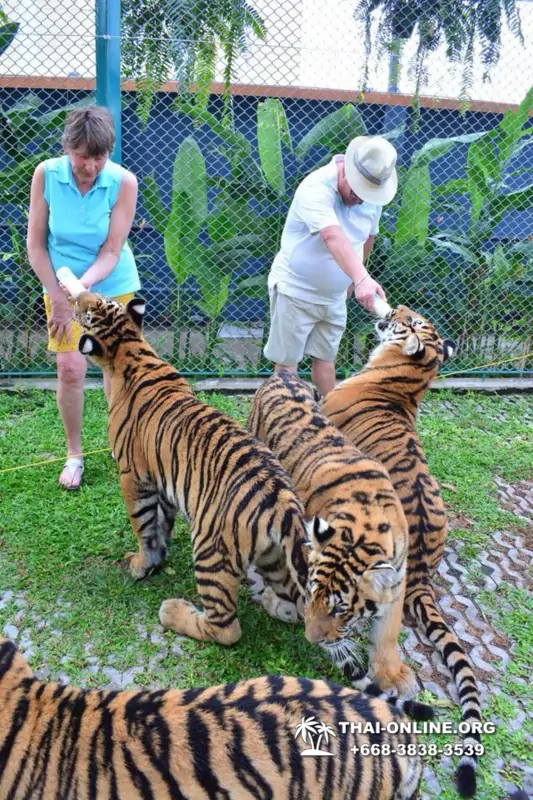 Тигровый Парк экскурсия в Паттайе, фотосессия с тигром Тайланд, подержать покормить играть с тигренком фото 7