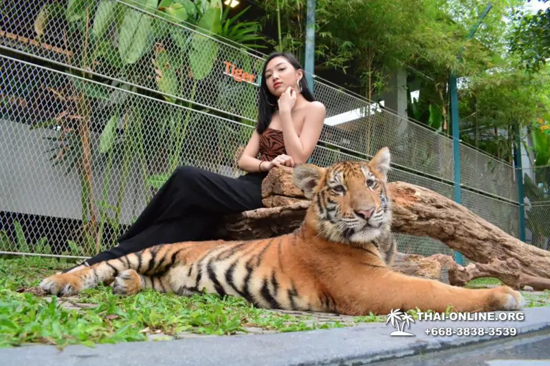 Тигровый Парк экскурсия в Паттайе, фотосессия с тигром Тайланд, подержать покормить играть с тигренком фото 13