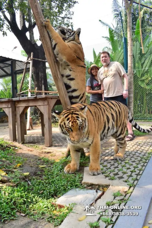 Тигровый Парк экскурсия в Паттайе, фотосессия с тигром Тайланд, подержать покормить играть с тигренком фото 17