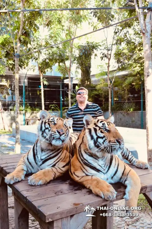 Тигровый Парк экскурсия в Паттайе, фотосессия с тигром Тайланд, подержать покормить играть с тигренком фото 1