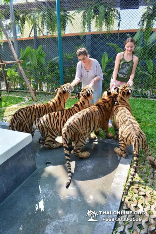 Тигровый Парк экскурсия в Паттайе, фотосессия с тигром Тайланд, подержать покормить играть с тигренком фото 12