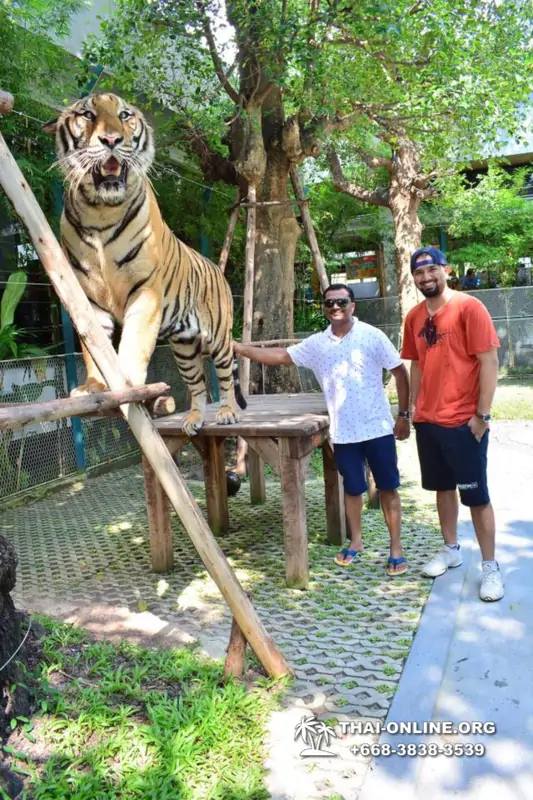 Тигровый Парк экскурсия в Паттайе, фотосессия с тигром Тайланд, подержать покормить играть с тигренком фото 11