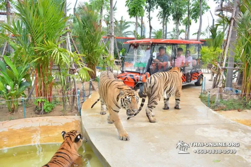 Тигровый Парк экскурсия в Паттайе, фотосессия с тигром Тайланд, подержать покормить играть с тигренком фото 26