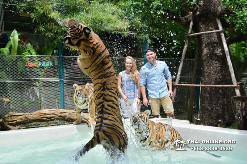 Тигровый Парк экскурсия в Паттайе, фотосессия с тигром Тайланд, подержать покормить играть с тигренком фото 5